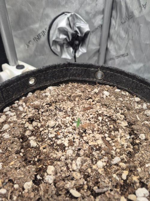 Mimosa x Orange Punch Auto. Week 0
