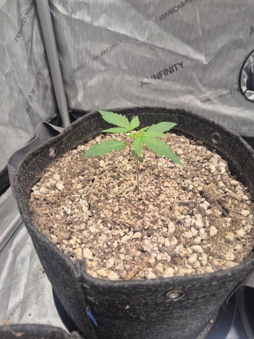Mimosa x Orange Punch Auto run #2. Week 1