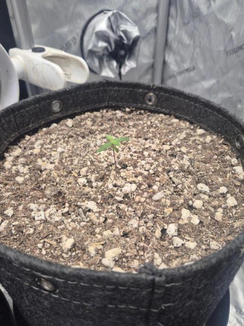 Mimosa x Orange Punch Auto run #2. Week 1