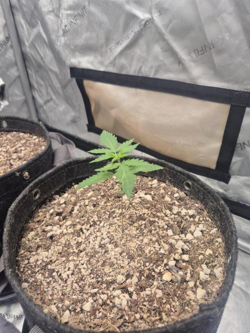 Mimosa x Orange Punch Auto run #2. Week 1