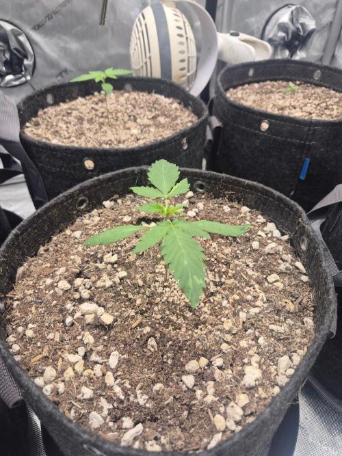 Mimosa x Orange Punch Auto run #2. Week 1