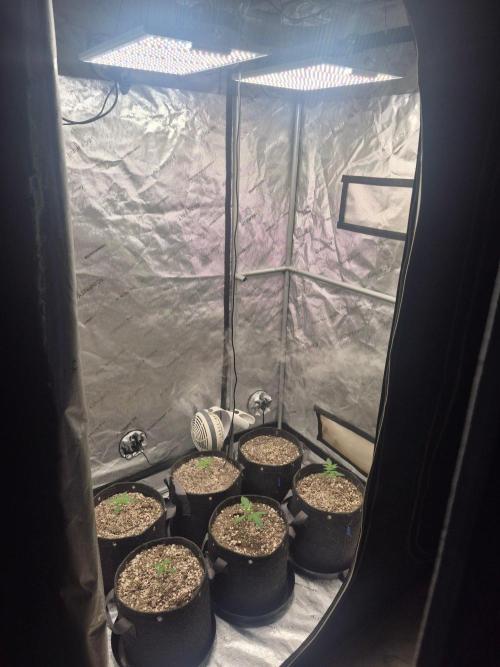 Mimosa x Orange Punch Auto. Week 1