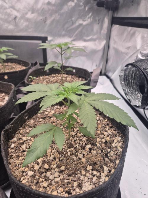 Black Cherry Gushers. Week 2
