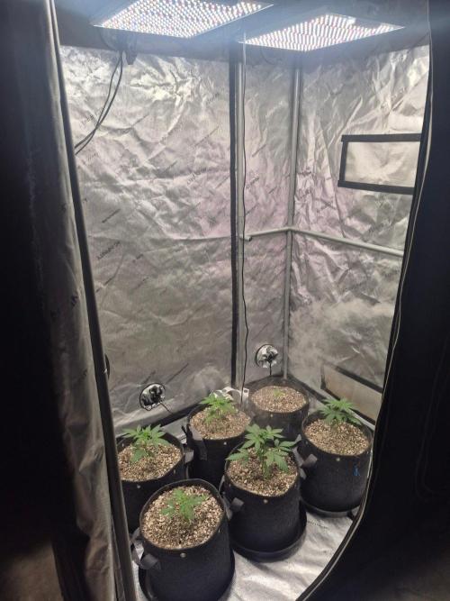 Mimosa x Orange Punch Auto run #2. Week 2