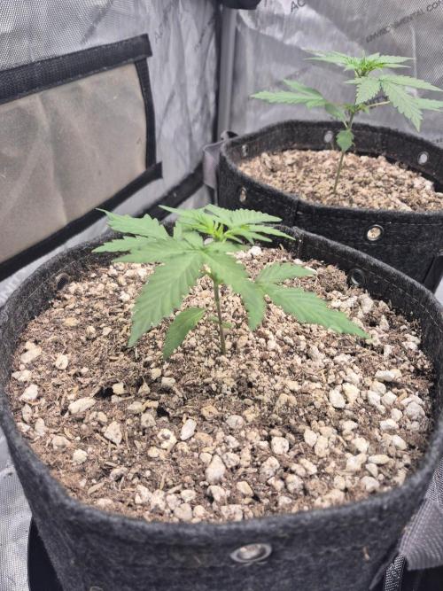 Mimosa x Orange Punch Auto run #2. Week 2