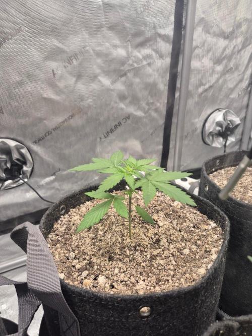 Mimosa x Orange Punch Auto run #2. Week 2