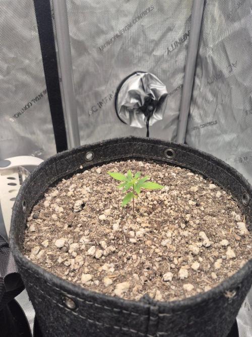 Mimosa x Orange Punch Auto run #2. Week 2