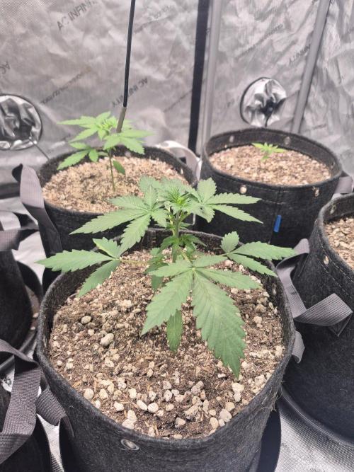 Mimosa x Orange Punch Auto. Week 2