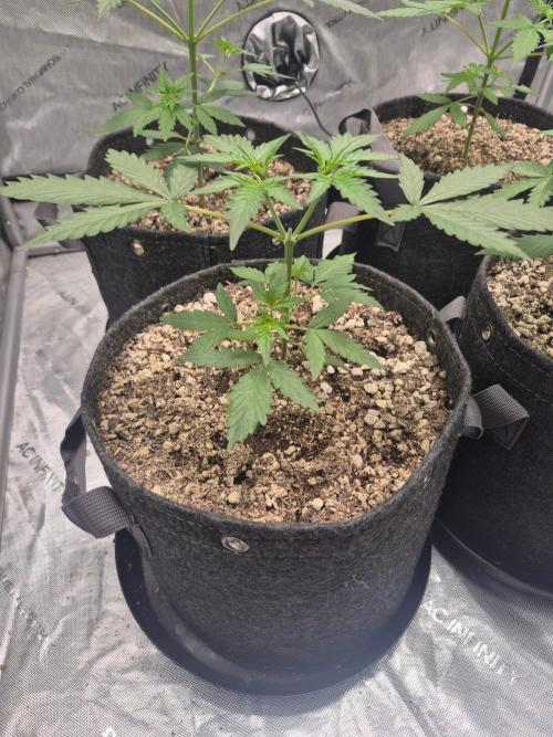 Mimosa x Orange Punch Auto run #2. Week 3