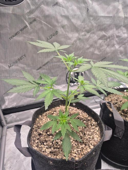 Mimosa x Orange Punch Auto run #2. Week 3