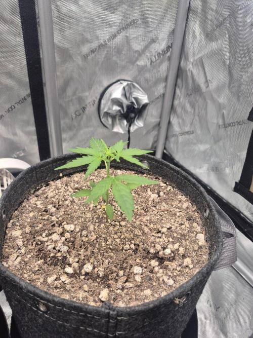 Mimosa x Orange Punch Auto run #2. Week 3