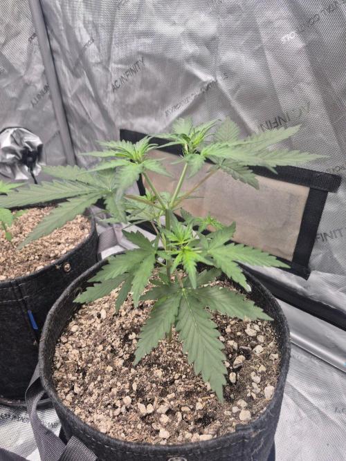 Mimosa x Orange Punch Auto run #2. Week 3