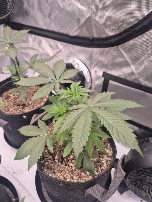 Black Cherry Gushers. Week 3