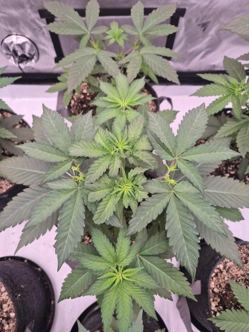 Black Cherry Gushers. Week 4