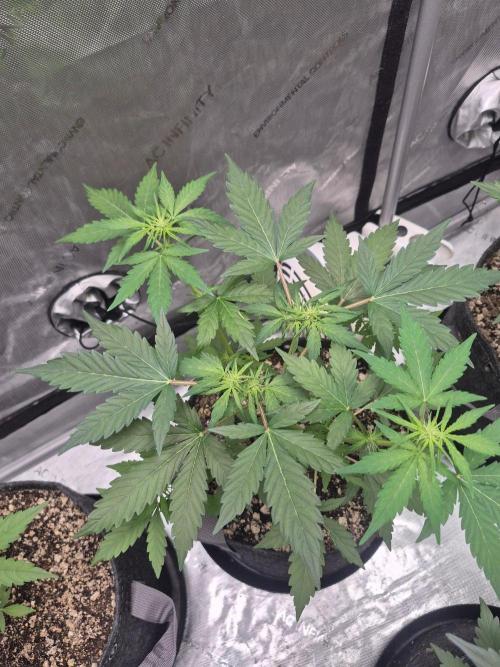 Mimosa x Orange Punch Auto run #2. Week 4