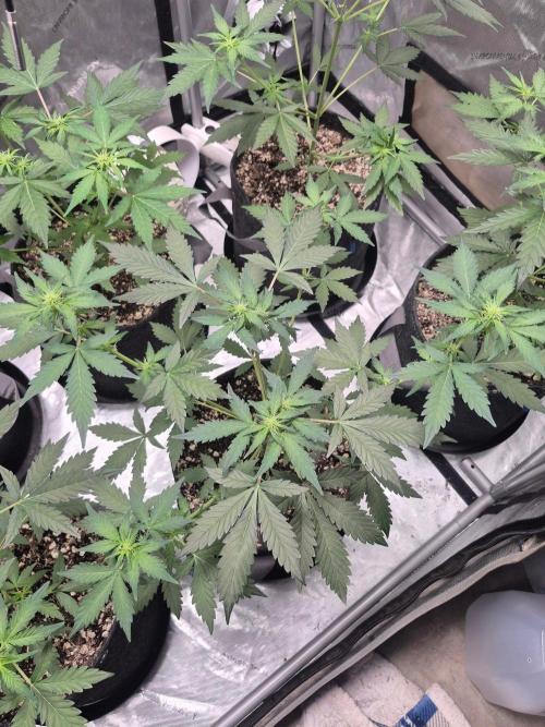 Mimosa x Orange Punch Auto. Week 4