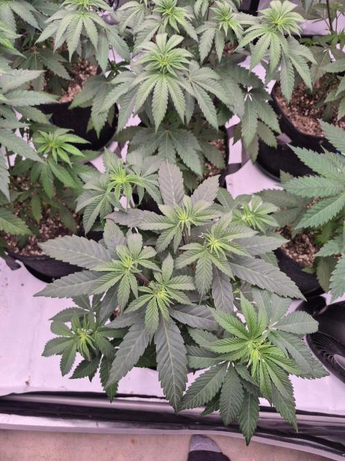 Black Cherry Gushers. Week 5