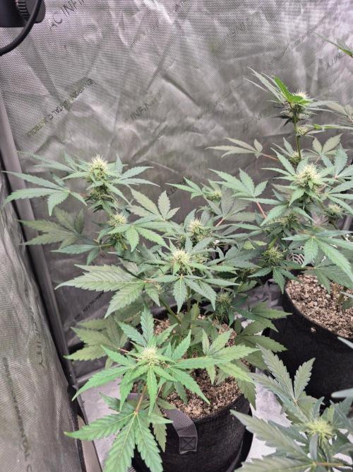 Mimosa x Orange Punch Auto run #2. Week 6