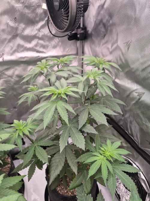 Black Cherry Gushers. Week 6