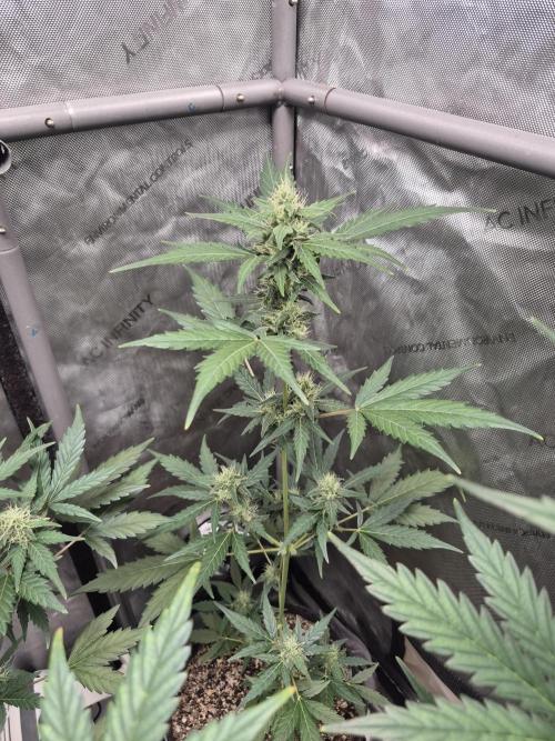 Mimosa x Orange Punch Auto run #2. Week 7