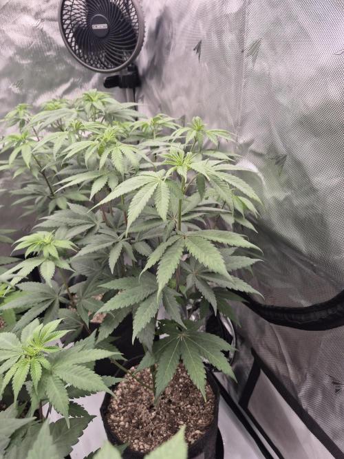 Black Cherry Gushers. Week 7