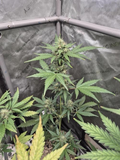 Mimosa x Orange Punch Auto run #2. Week 8