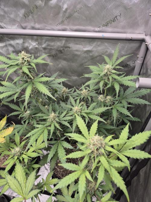 Mimosa x Orange Punch Auto run #2. Week 8