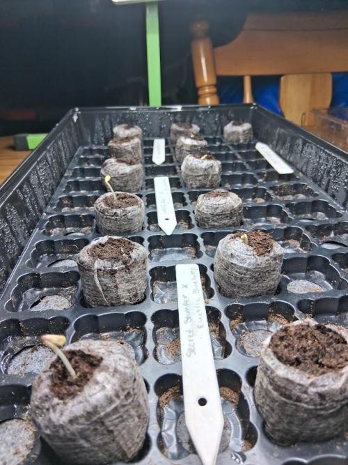 Electric Blueberry Cycle 1. Week 0 - Early emergence 