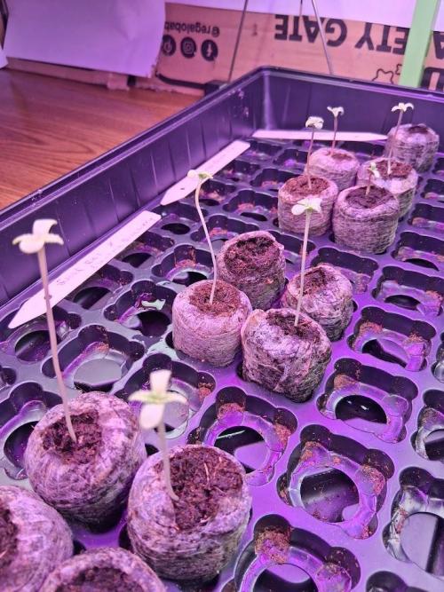 Electric Blueberry Cycle 1. Week 0