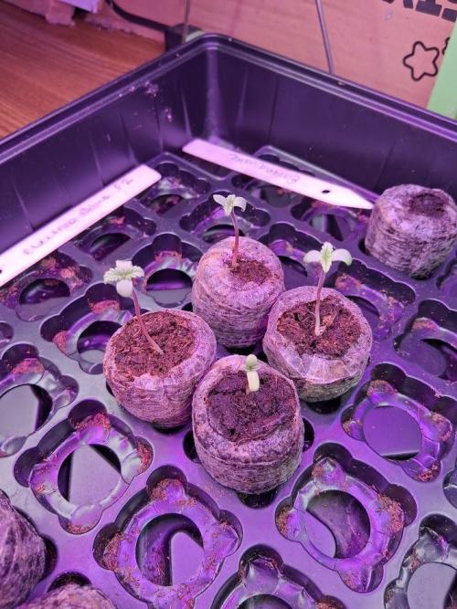 Electric Blueberry Cycle 1. Week 0 - Electric Blueberry F2
