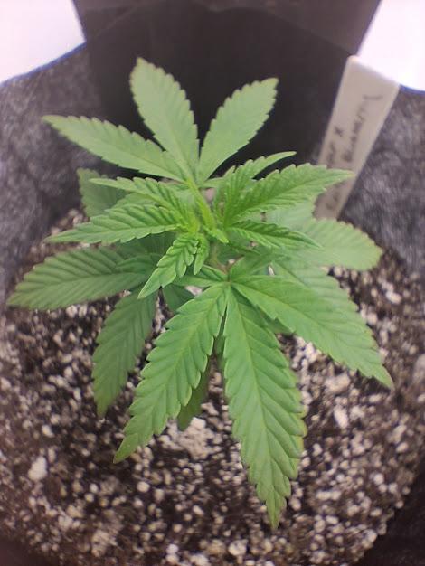 Electric Blueberry Cycle 1. Week 4
