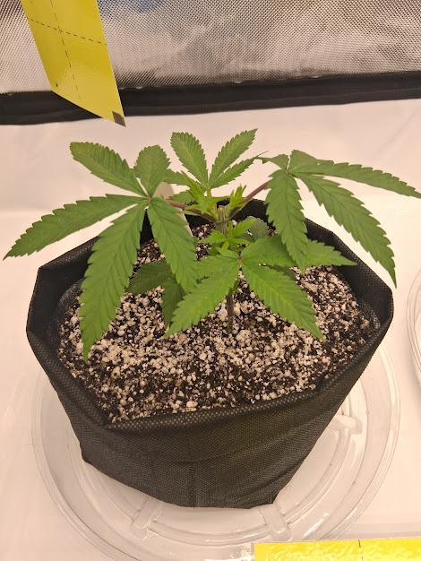 Electric Blueberry Cycle 1. Week 4