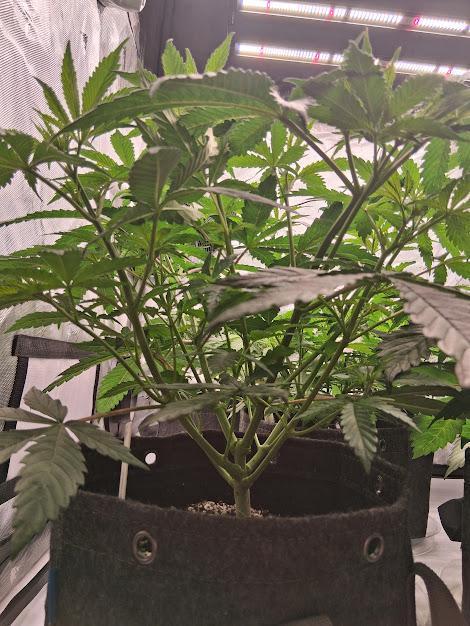 Electric Blueberry Cycle 1. Week 8