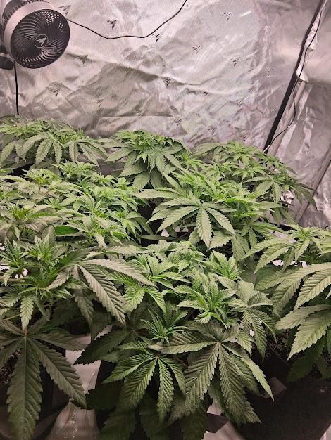 Electric Blueberry Cycle 1. Week 8