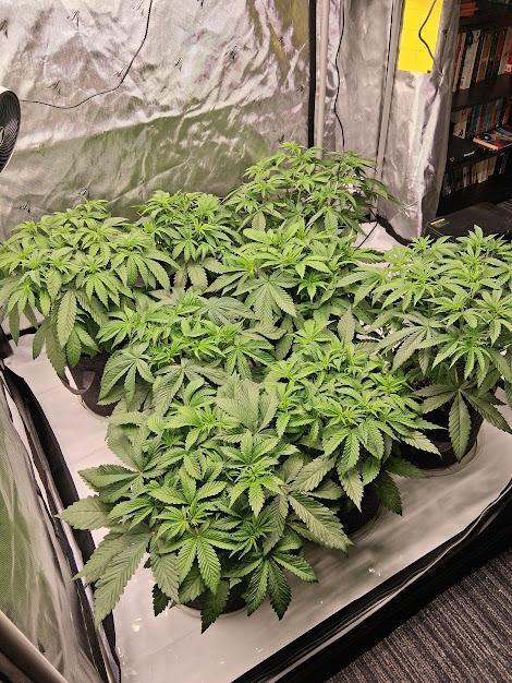 Electric Blueberry Cycle 1. Week 8