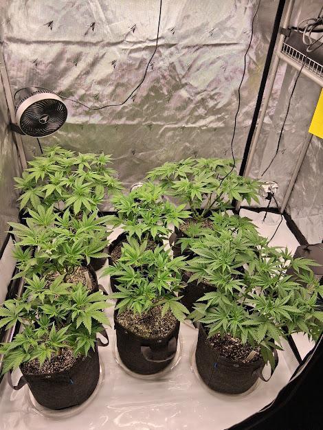 Electric Blueberry Cycle 1. Week 8 - Defoliated