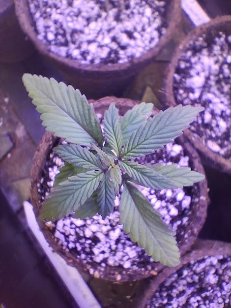 Electric Blueberry Cycle 1. Week 2