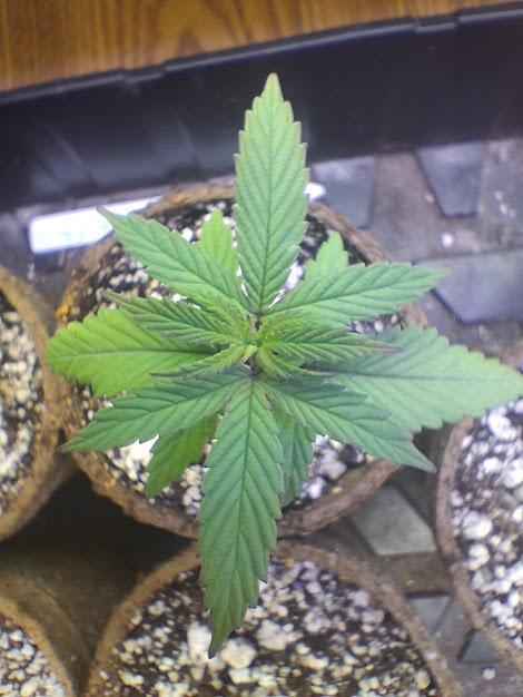 Electric Blueberry Cycle 1. Week 2