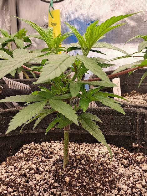 Electric Blueberry Cycle 1. Week 6