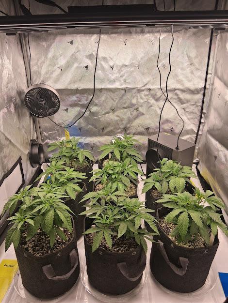 Electric Blueberry Cycle 1. Week 6