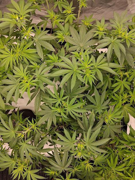 Electric Blueberry Cycle 1. Week 9