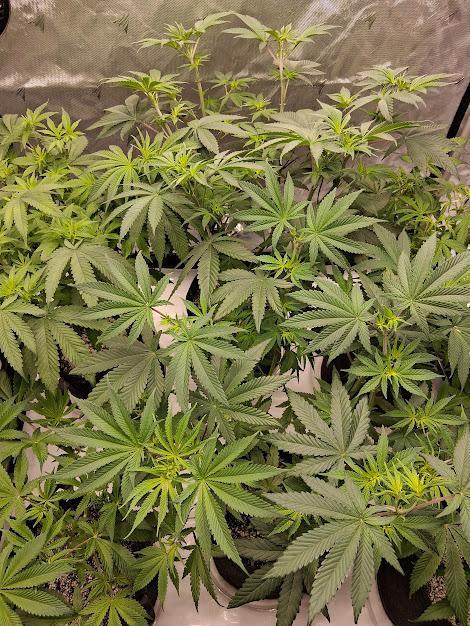 Electric Blueberry Cycle 1. Week 9