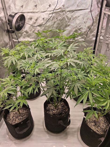 Electric Blueberry Cycle 1. Week 9