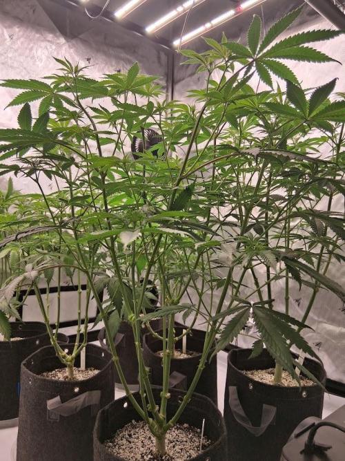Electric Blueberry Cycle 1. Week 10