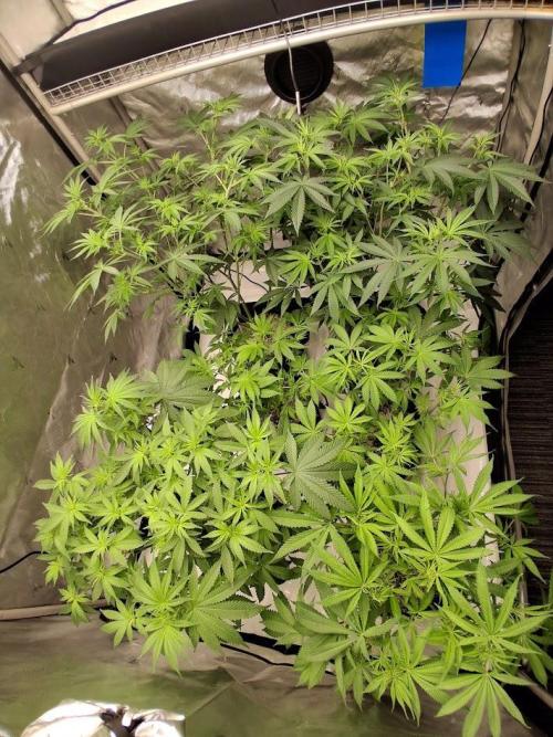 Electric Blueberry Cycle 1. Week 10