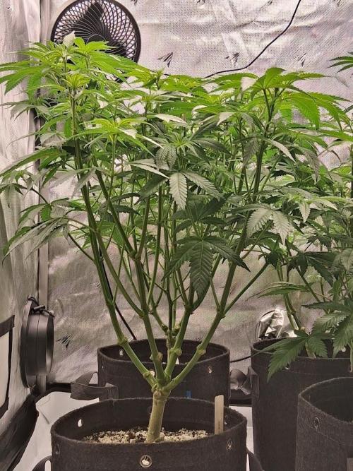 Electric Blueberry Cycle 1. Week 10 - mid-height plant