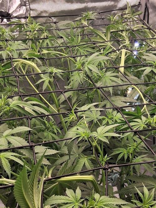 Electric Blueberry Cycle 1. Week 11 - beginning of screen training