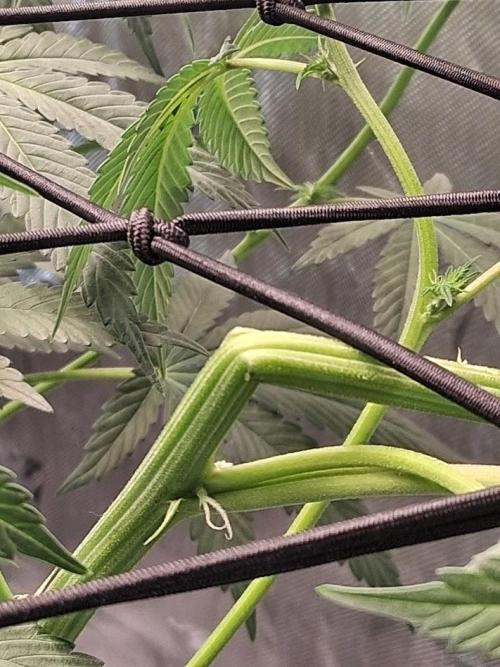 Electric Blueberry Cycle 1. Week 11 - 90-degree bend