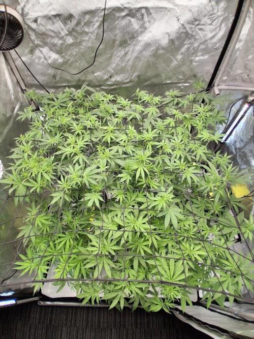 Electric Blueberry Cycle 1. Week 11 - recent overhead
