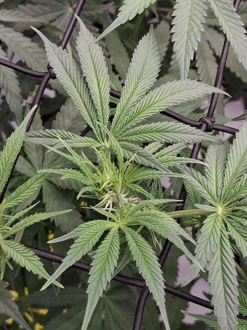 Electric Blueberry Cycle 1. Week 11